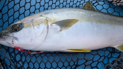 ヒラマサの釣果