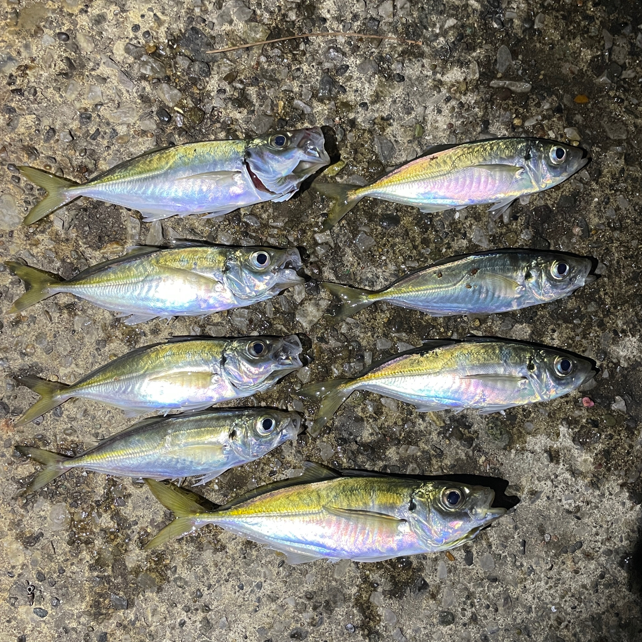 DAIWA 14リーガル 4号-53遠投の最安値・インプレ・釣果 | 本音の