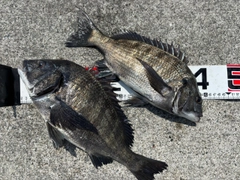 チヌの釣果