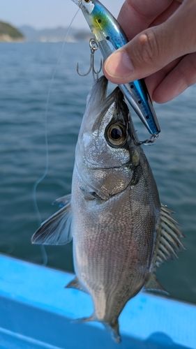 セイゴ（ヒラスズキ）の釣果