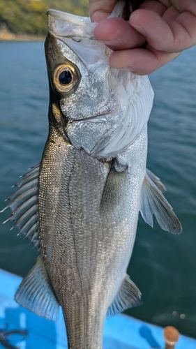 セイゴ（ヒラスズキ）の釣果