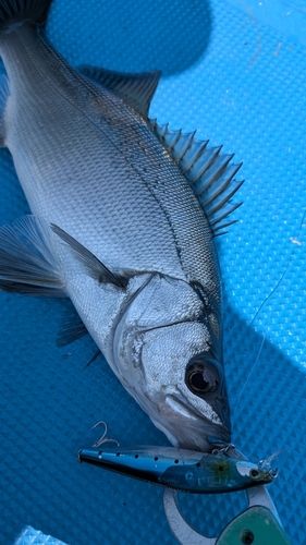 セイゴ（ヒラスズキ）の釣果