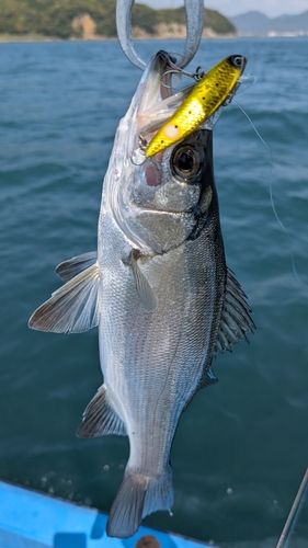 セイゴ（ヒラスズキ）の釣果