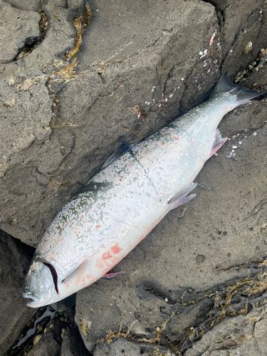 サクラマスの釣果