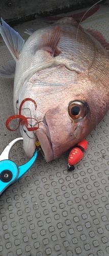 マダイの釣果