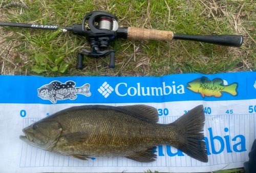 スモールマウスバスの釣果