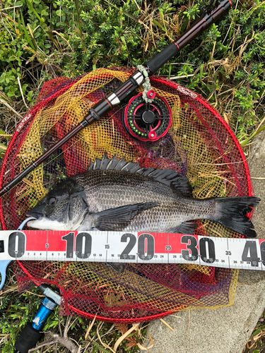 チヌの釣果