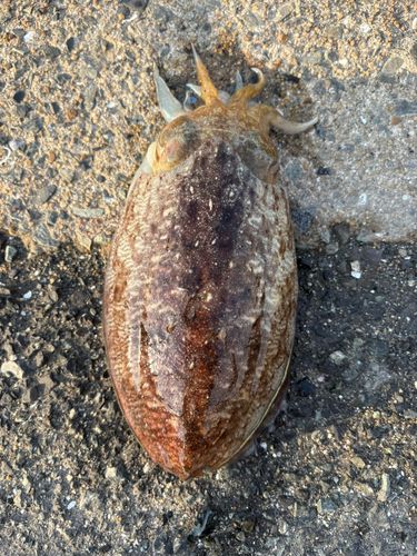コウイカの釣果