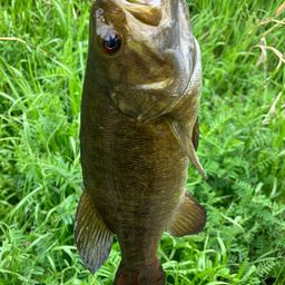 スモールマウスバス