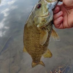 スモールマウスバス