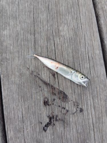サバの釣果
