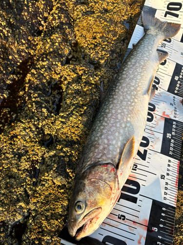 アメマスの釣果