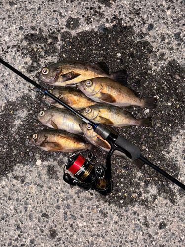 メバルの釣果
