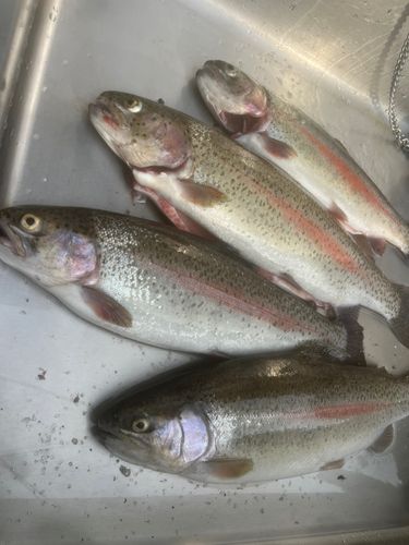 ニジマスの釣果