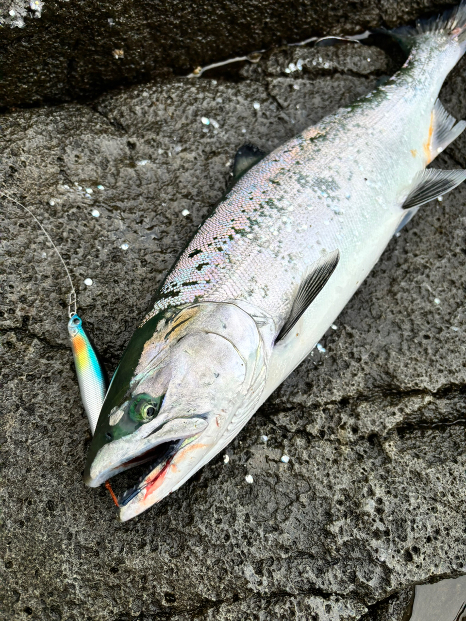 SHIMANO 20ツインパワー 4000MHGの最安値・インプレ・釣果