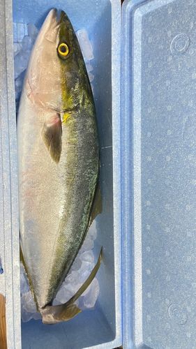ブリの釣果