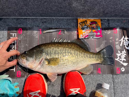 ブラックバスの釣果