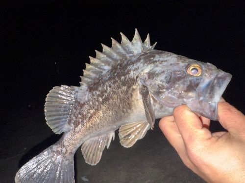クロソイの釣果