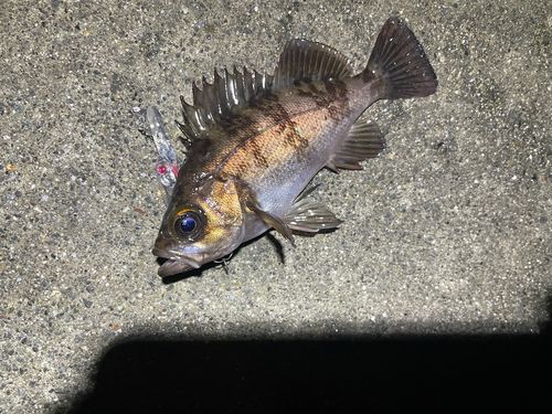 メバルの釣果