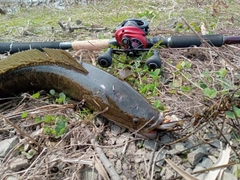 ライギョの釣果