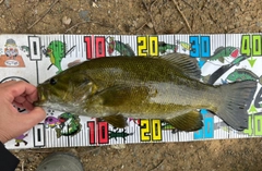 スモールマウスバスの釣果