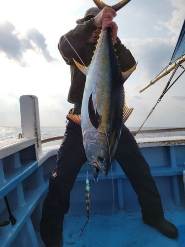 キハダマグロの釣果
