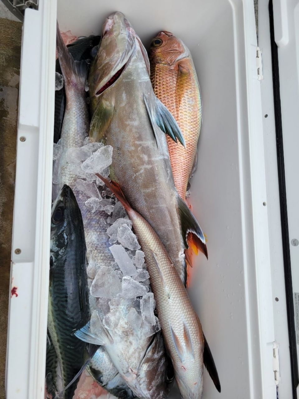 恵比寿丸 釣果さんの釣果 3枚目の画像