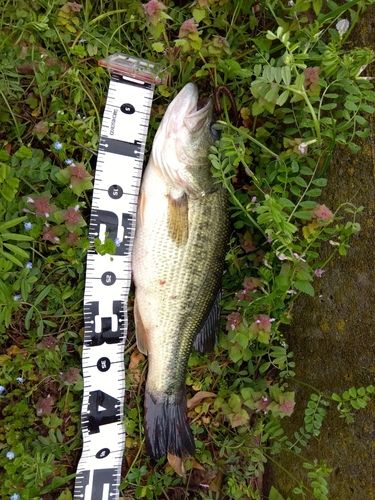 ラージマウスバスの釣果