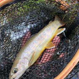 ニッコウイワナ