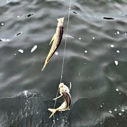 アジ