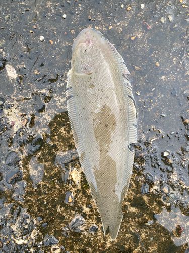 ウシノシタの釣果