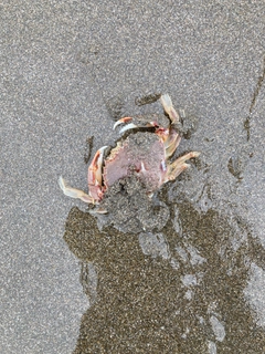 カニの釣果