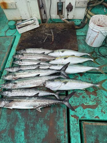 サワラの釣果