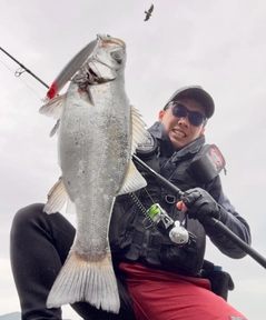 ヒラスズキの釣果