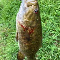 スモールマウスバス