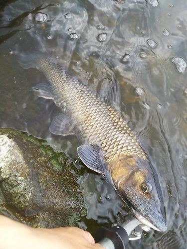 ニゴイの釣果
