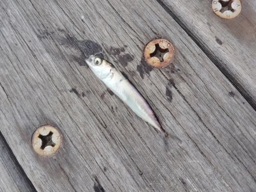 サバの釣果