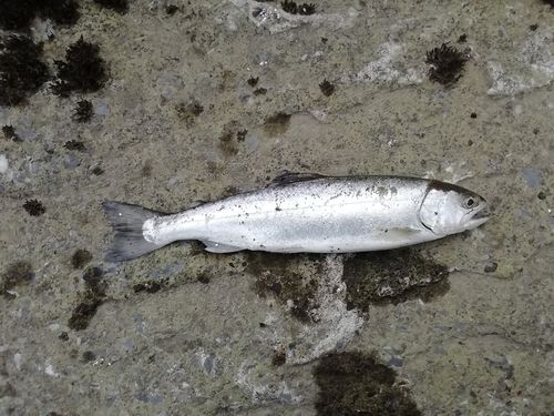 サクラマスの釣果