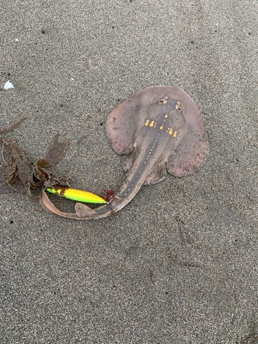 ウチワザメの釣果