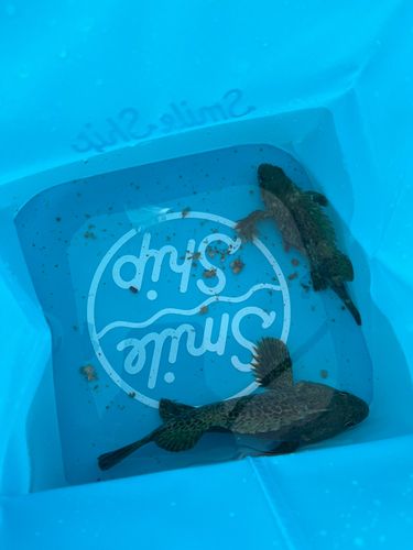 クロソイの釣果