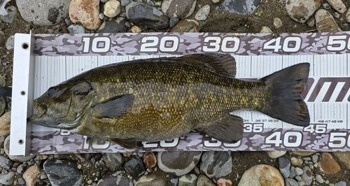 スモールマウスバスの釣果