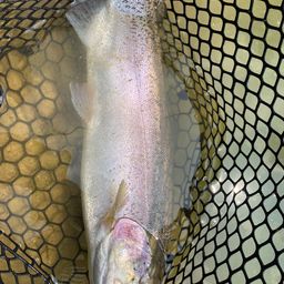 スチールヘッド