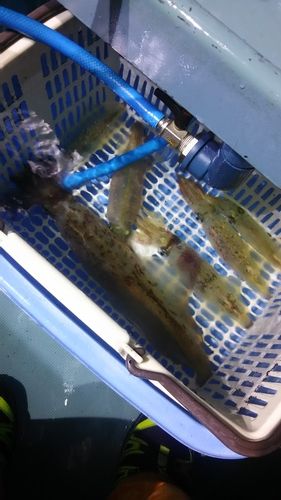 ケンサキイカの釣果