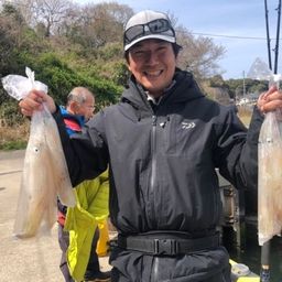 ヤリイカ