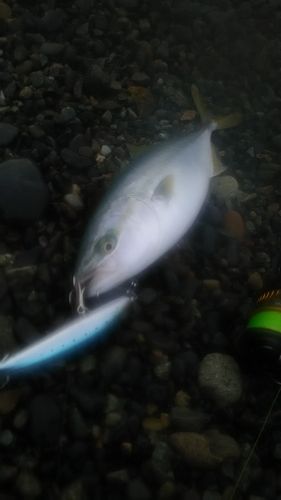 イナダの釣果