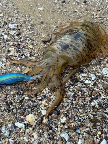 アオリイカの釣果