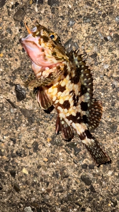 カサゴの釣果