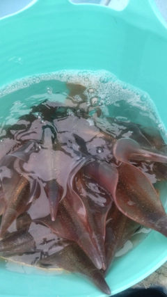 ヤリイカの釣果