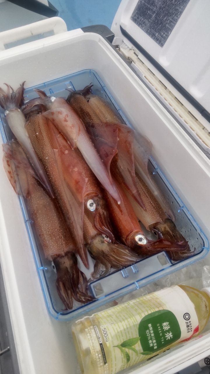イカ時々魚さんの釣果 2枚目の画像