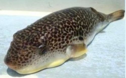 フグの釣果